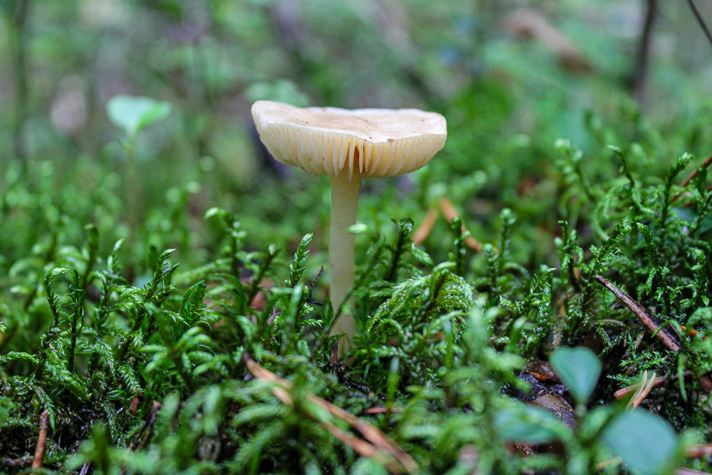 Mushroom