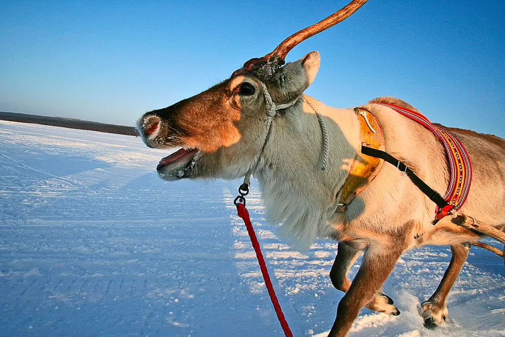 Reindeer safari in Lapland