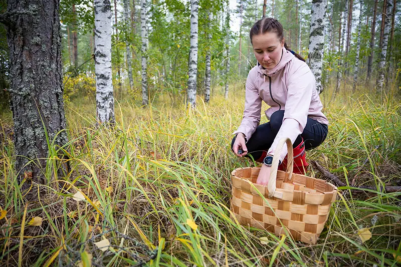 Woman picking berries and mushrooms in Southern Finland